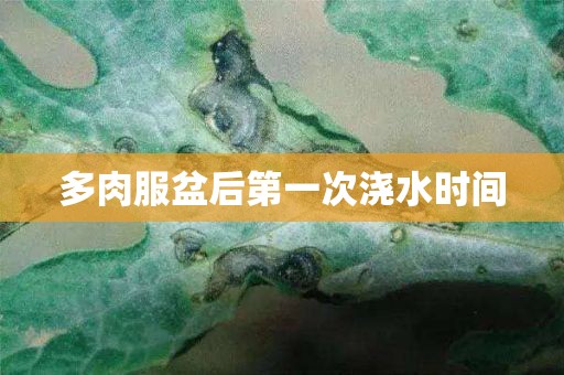 多肉服盆后第一次澆水時(shí)間