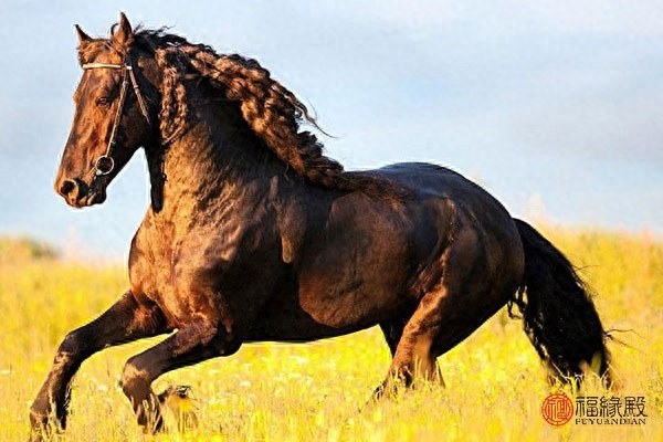 男龍女狗婚姻是否相配好不好_龍女狗男兩生肖能在一起嗎_龍女狗男婚姻怎樣