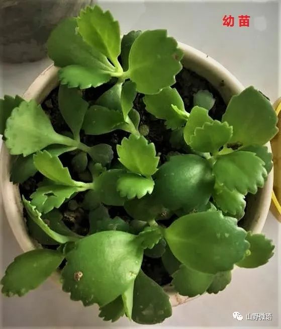 生命力堪比小強的多肉植物——落地生根