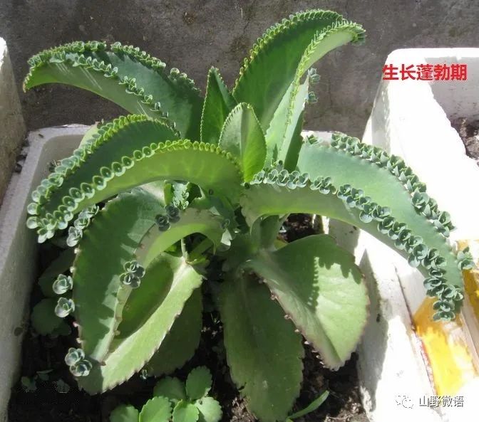 落地生根多肉植物_多肉落地生根_落地生根多肉植物有毒嗎