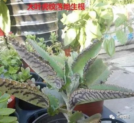落地生根多肉植物有毒嗎_落地生根多肉植物_多肉落地生根