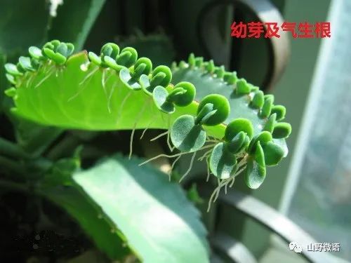 落地生根多肉植物_多肉落地生根_落地生根多肉植物有毒嗎