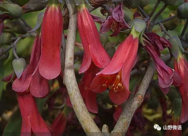 多肉落地生根_落地生根多肉植物有毒嗎_落地生根多肉植物