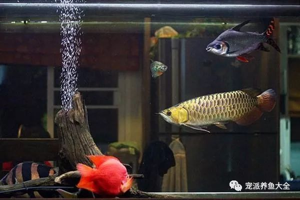 最漂亮的中型觀賞魚_好看的中型觀賞魚_觀賞中型漂亮魚品種