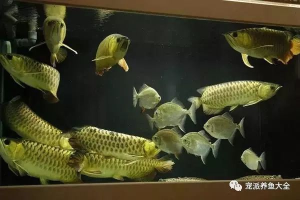 最漂亮的中型觀賞魚_好看的中型觀賞魚_觀賞中型漂亮魚品種