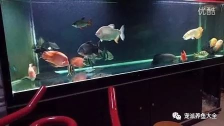 觀賞中型漂亮魚品種_最漂亮的中型觀賞魚_好看的中型觀賞魚