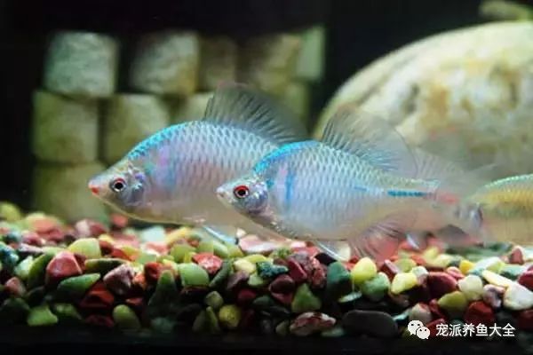 好看的中型觀賞魚_觀賞中型漂亮魚品種_最漂亮的中型觀賞魚