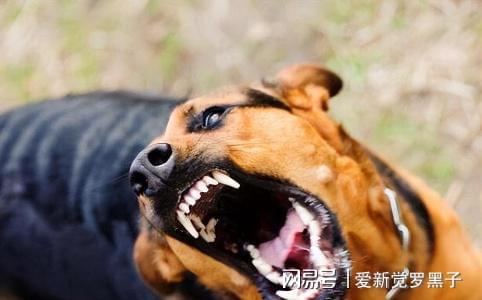 狗狗打的狂犬疫苗價格_給狗狗打狂犬疫苗多少錢_給狗打疫苗多少錢狂犬