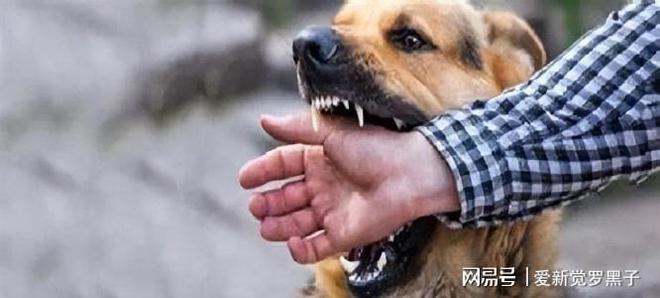 給狗打疫苗多少錢狂犬_給狗狗打狂犬疫苗多少錢_狗狗打的狂犬疫苗價格