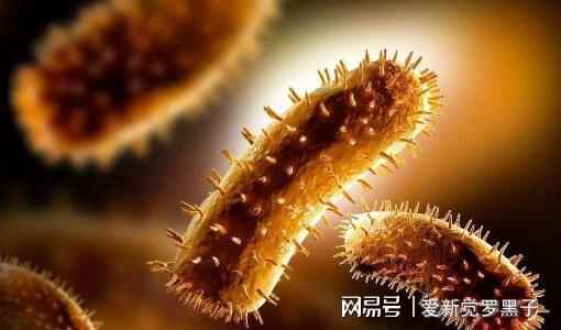 狗狗打的狂犬疫苗價格_給狗狗打狂犬疫苗多少錢_給狗打疫苗多少錢狂犬