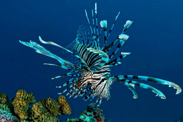 觀賞品種魚有哪些種類_觀賞魚有哪些品種_觀賞品種魚有哪些