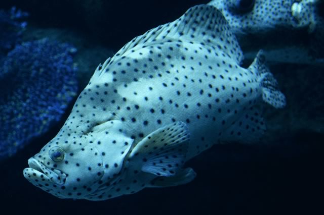 觀賞品種魚有哪些_觀賞品種魚有哪些種類_觀賞魚有哪些品種