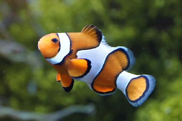 觀賞品種魚有哪些種類_觀賞品種魚有哪些_觀賞魚有哪些品種