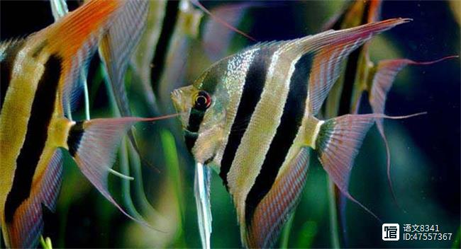 十大最常見的經(jīng)典淡水觀賞魚