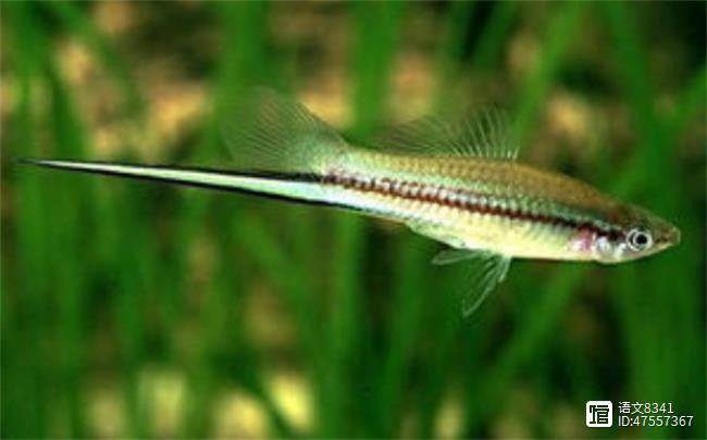 觀賞魚有哪些品種_觀賞品種魚有哪些品種_觀賞魚有多少品種