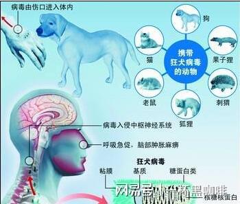 給狗狗咬出點血需要打狂犬疫苗嗎？