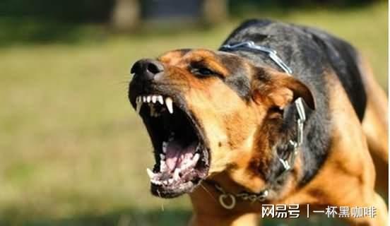 給狗狗打狂犬疫苗多少錢_給狗狗打狂犬疫苗多少錢_給狗狗打狂犬疫苗多少錢