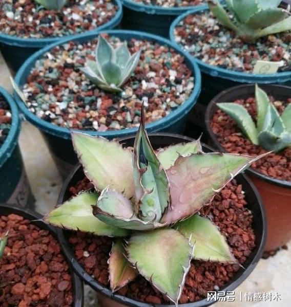 怕曬多肉有哪些_多肉曬太陽有什么好處_不怕曬的多肉