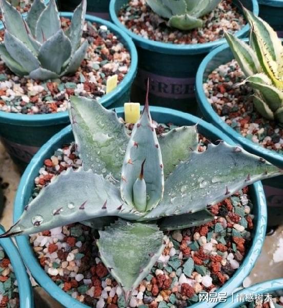 怕曬多肉有哪些_多肉曬太陽有什么好處_不怕曬的多肉