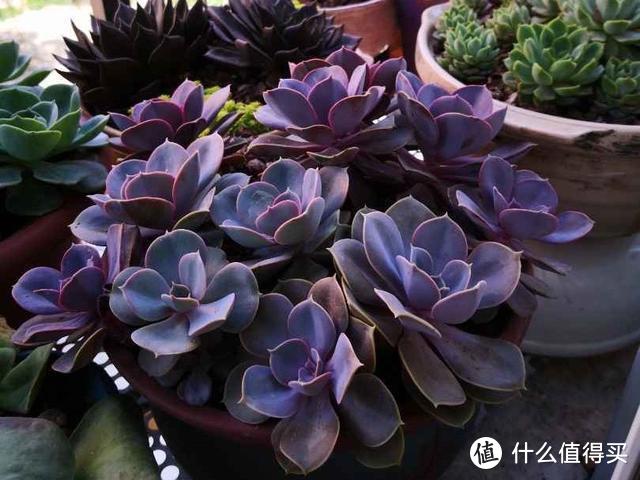 5種多肉“臉皮特厚”，不怕曬不怕雨，也不用擔心會“掛掉”