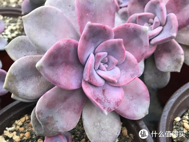 5種多肉“臉皮特厚”，不怕曬不怕雨，也不用擔心會“掛掉”
