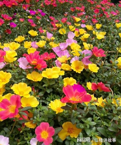 夏季耐熱植物名單：經得住38℃高溫反復折騰的花草，那才叫不怕熱