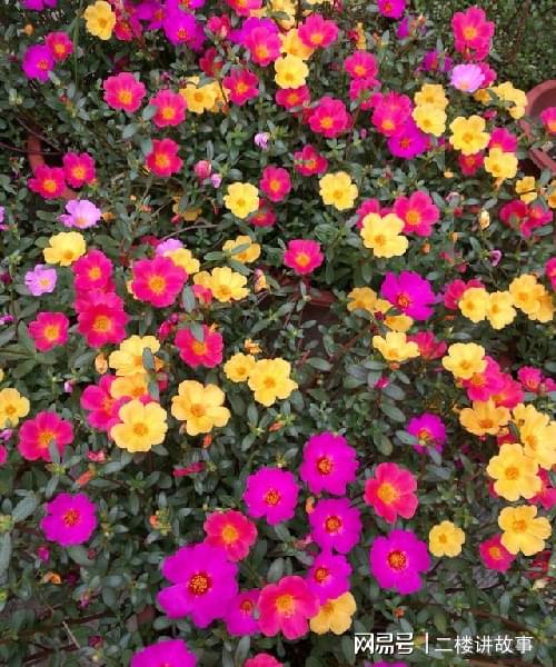 怕曬多肉有哪些_多肉曬太陽(yáng)有什么好處_不怕曬的多肉