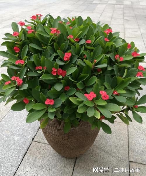 不怕曬的多肉_多肉曬太陽(yáng)有什么好處_怕曬多肉有哪些