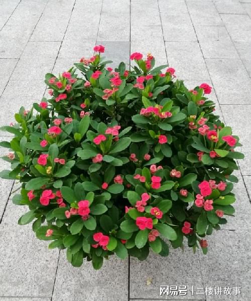 多肉曬太陽(yáng)有什么好處_怕曬多肉有哪些_不怕曬的多肉