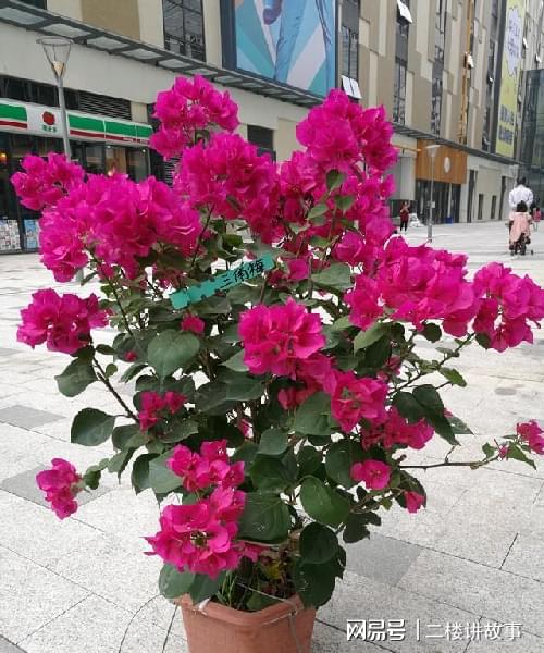 不怕曬的多肉_怕曬多肉有哪些_多肉曬太陽(yáng)有什么好處