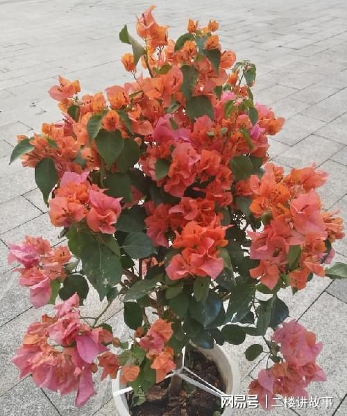 怕曬多肉有哪些_多肉曬太陽(yáng)有什么好處_不怕曬的多肉