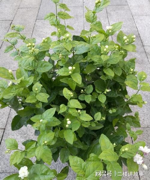 怕曬多肉有哪些_不怕曬的多肉_多肉曬太陽(yáng)有什么好處