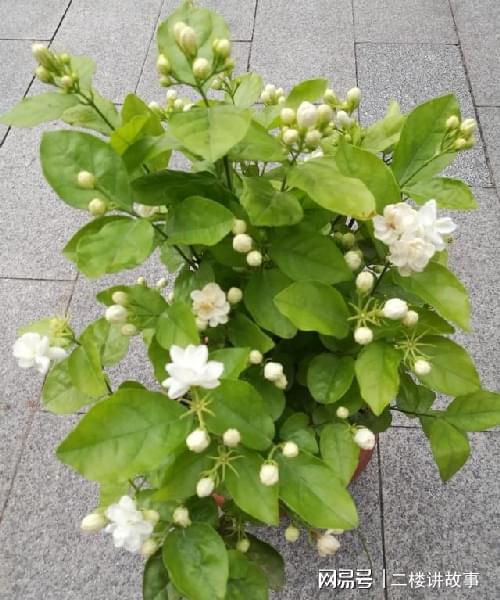 不怕曬的多肉_怕曬多肉有哪些_多肉曬太陽(yáng)有什么好處