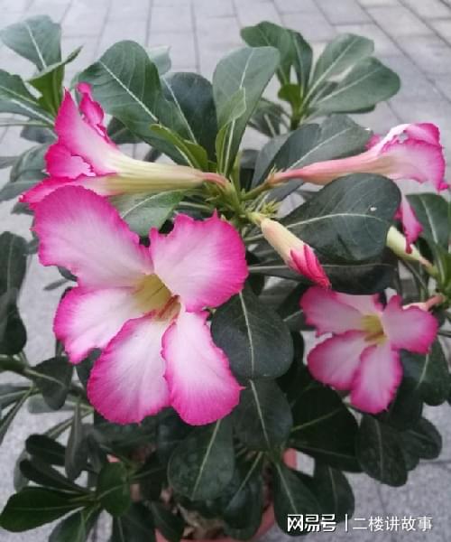 怕曬多肉有哪些_不怕曬的多肉_多肉曬太陽(yáng)有什么好處