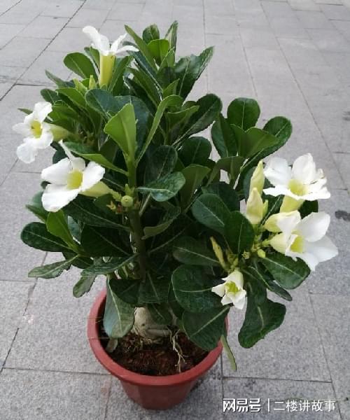 多肉曬太陽(yáng)有什么好處_不怕曬的多肉_怕曬多肉有哪些