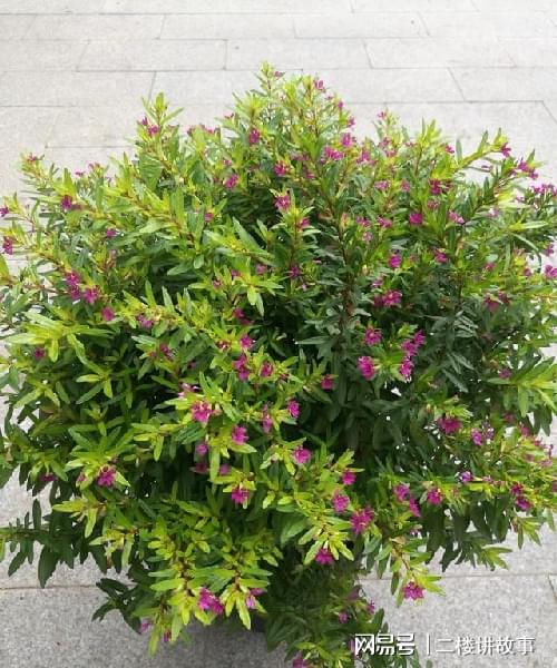 多肉曬太陽(yáng)有什么好處_怕曬多肉有哪些_不怕曬的多肉