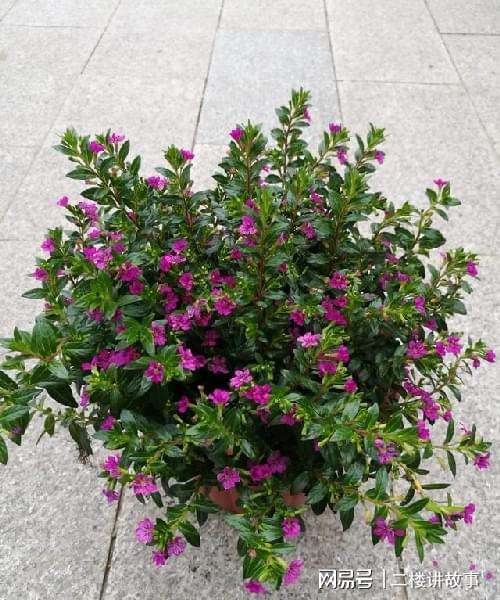 多肉曬太陽(yáng)有什么好處_怕曬多肉有哪些_不怕曬的多肉