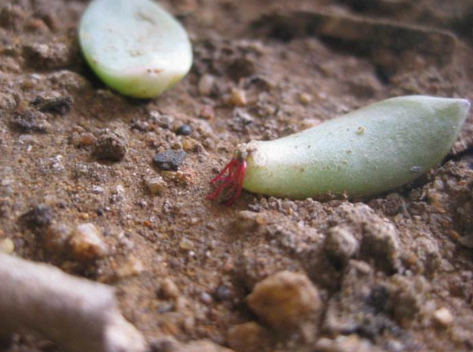 多肉長須根出很多葉子_多肉長須根出很多芽怎么辦_多肉長出很多須根