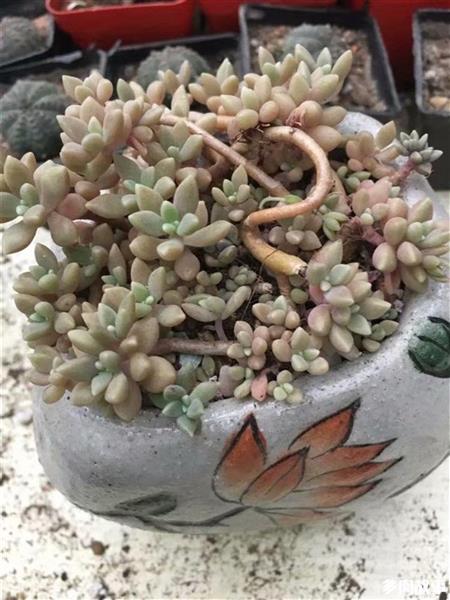 多肉這個部位冒須根，實則是在發(fā)信號！