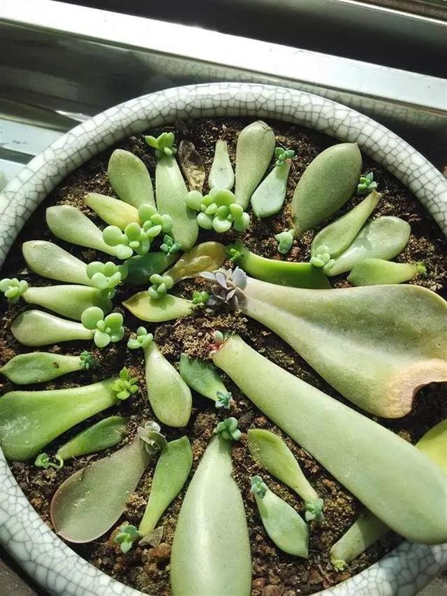 多肉葉插，側躺要比平鋪更容易“扎根”！