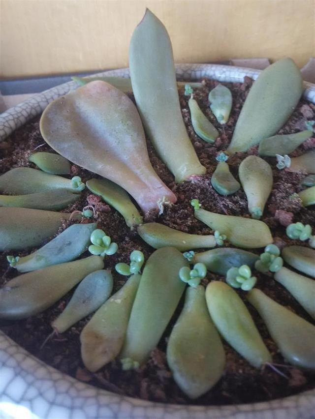 多肉葉插，側躺要比平鋪更容易“扎根”！