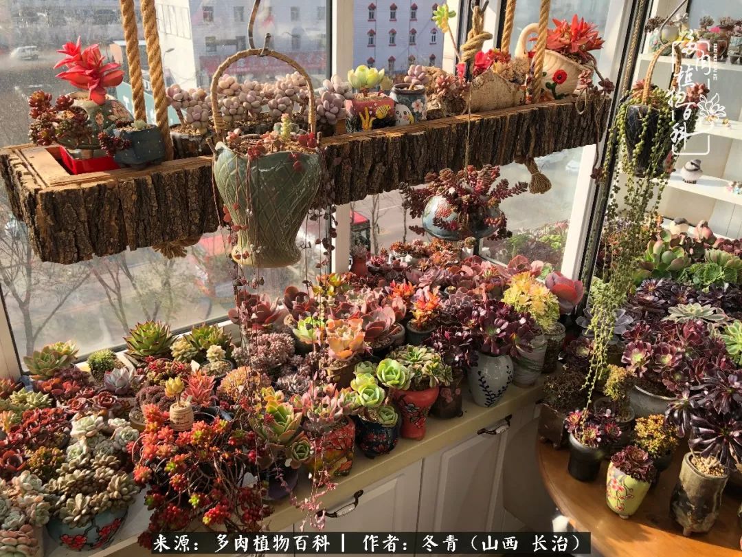 陽(yáng)臺(tái)養(yǎng)多肉4年，總結(jié)出的各種多肉養(yǎng)護(hù)問題及處理方法！