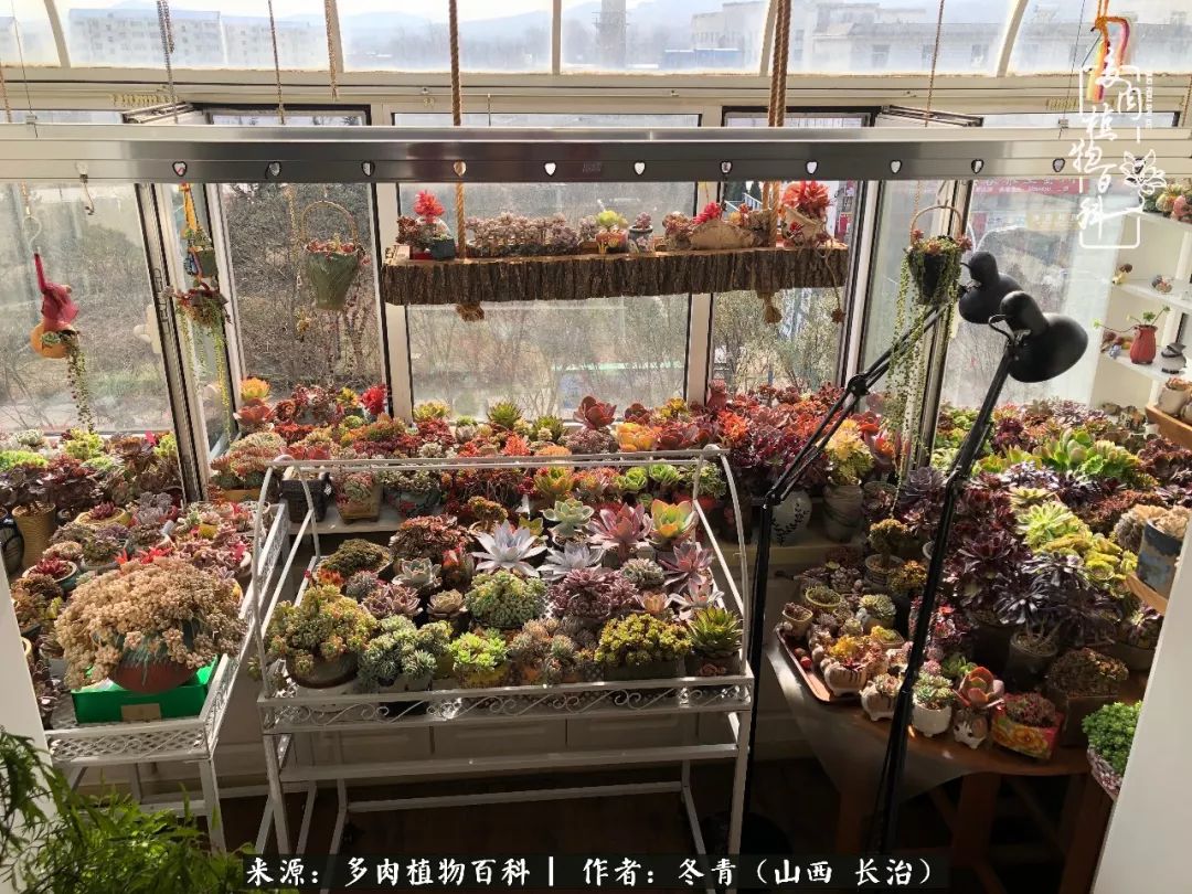 多肉長出很多須根_多肉長出很多須根_多肉長出很多須根