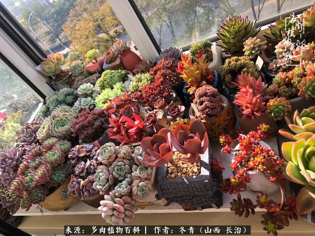 多肉長出很多須根_多肉長出很多須根_多肉長出很多須根