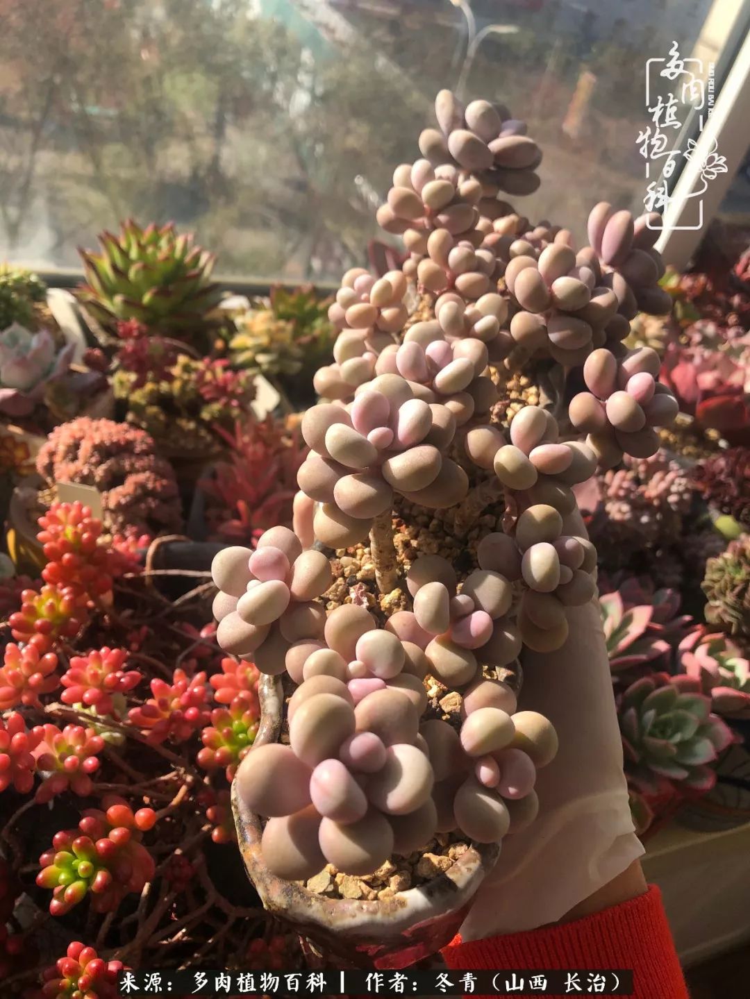 多肉長出很多須根_多肉長出很多須根_多肉長出很多須根