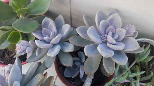 多肉是不是都喜歡陽光_不喜歡陽光的多肉_陽光多肉喜歡什么肥料