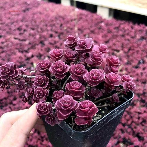 陽光多肉喜歡什么肥料_不喜歡陽光的多肉_多肉是不是都喜歡陽光