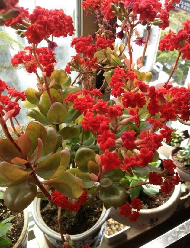 多肉植物的養護方法之——長壽花