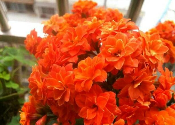 長壽花屬于多肉嗎_長壽多肉品種_長壽多肉花屬于什么植物