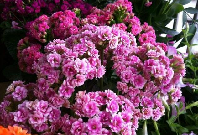 長壽多肉品種_長壽花屬于多肉嗎_長壽多肉花屬于什么植物